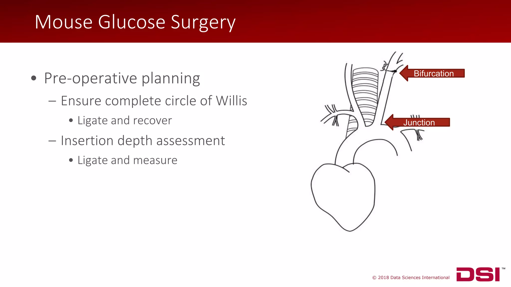 © 2018 Data Sciences International
• Pre-operative planning
– Ensure complete circle of Willis
• Ligate and recover
– Insertion depth assessment
• Ligate and measure
Bifurcation
Junction
Mouse Glucose Surgery
 