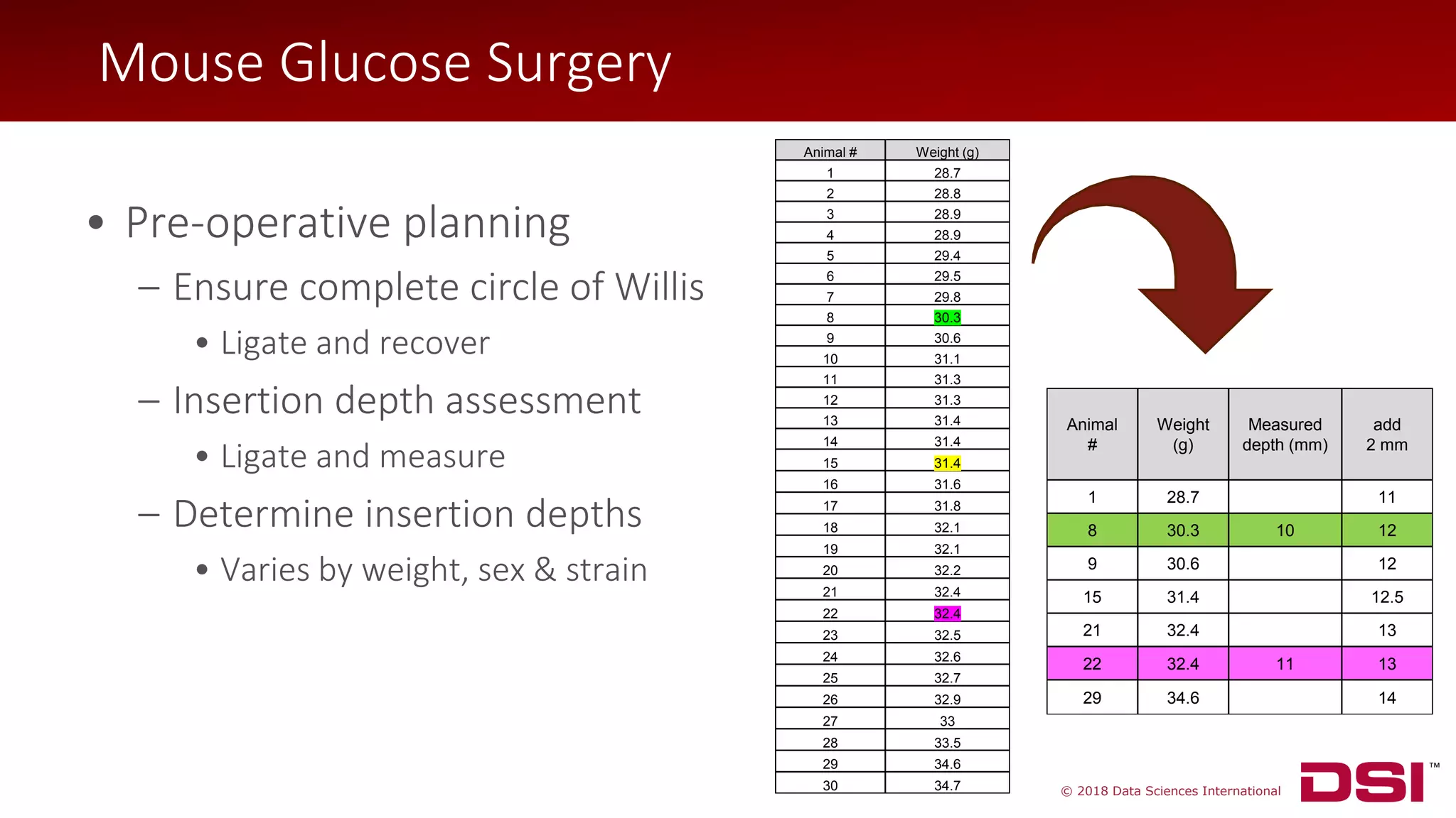 © 2018 Data Sciences International
• Pre-operative planning
– Ensure complete circle of Willis
• Ligate and recover
– Insertion depth assessment
• Ligate and measure
– Determine insertion depths
• Varies by weight, sex & strain
Animal
#
Weight
(g)
Measured
depth (mm)
add
2 mm
1 28.7 11
8 30.3 10 12
9 30.6 12
15 31.4 12.5
21 32.4 13
22 32.4 11 13
29 34.6 14
Mouse Glucose Surgery
Animal # Weight (g)
1 28.7
2 28.8
3 28.9
4 28.9
5 29.4
6 29.5
7 29.8
8 30.3
9 30.6
10 31.1
11 31.3
12 31.3
13 31.4
14 31.4
15 31.4
16 31.6
17 31.8
18 32.1
19 32.1
20 32.2
21 32.4
22 32.4
23 32.5
24 32.6
25 32.7
26 32.9
27 33
28 33.5
29 34.6
30 34.7
 
