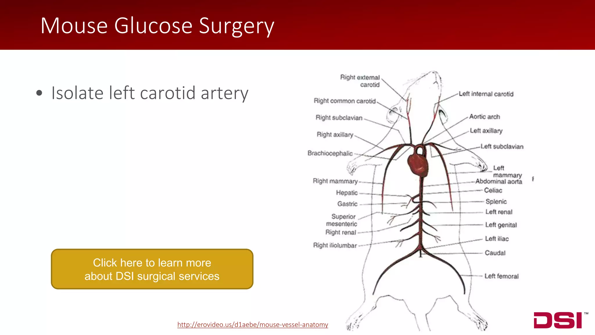© 2018 Data Sciences International
• Isolate left carotid artery • Isolate left carotid artery
Mouse Glucose Surgery
http://erovideo.us/d1aebe/mouse-vessel-anatomy
Click here to learn more
about DSI surgical services
 