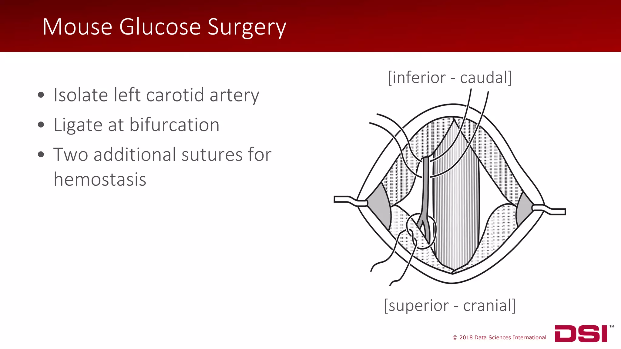 © 2018 Data Sciences International
• Isolate left carotid artery
• Ligate at bifurcation
• Two additional sutures for
hemostasis
Mouse Glucose Surgery
[superior - cranial]
[inferior - caudal]
 