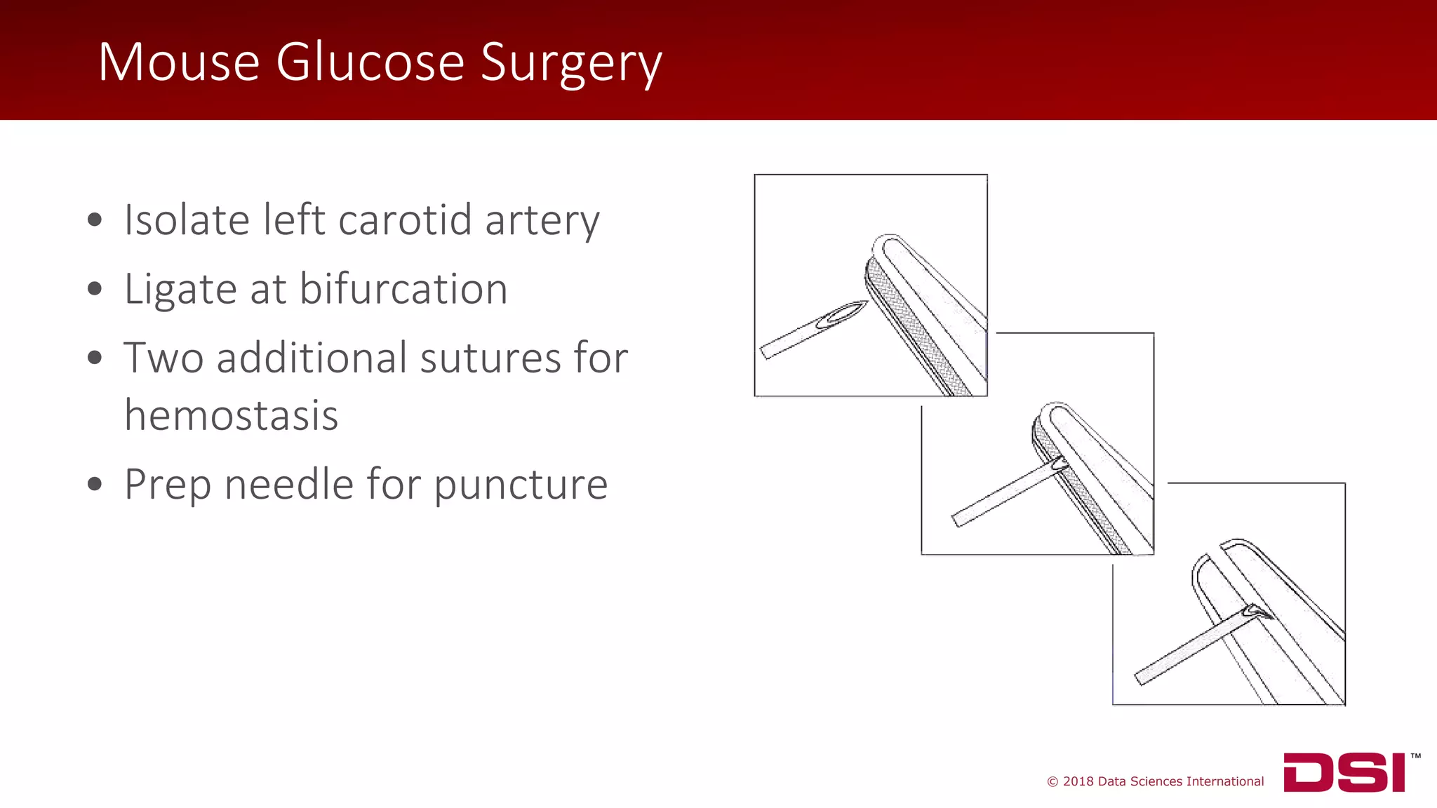 © 2018 Data Sciences International
• Isolate left carotid artery
• Ligate at bifurcation
• Two additional sutures for
hemostasis
• Prep needle for puncture
Mouse Glucose Surgery
 