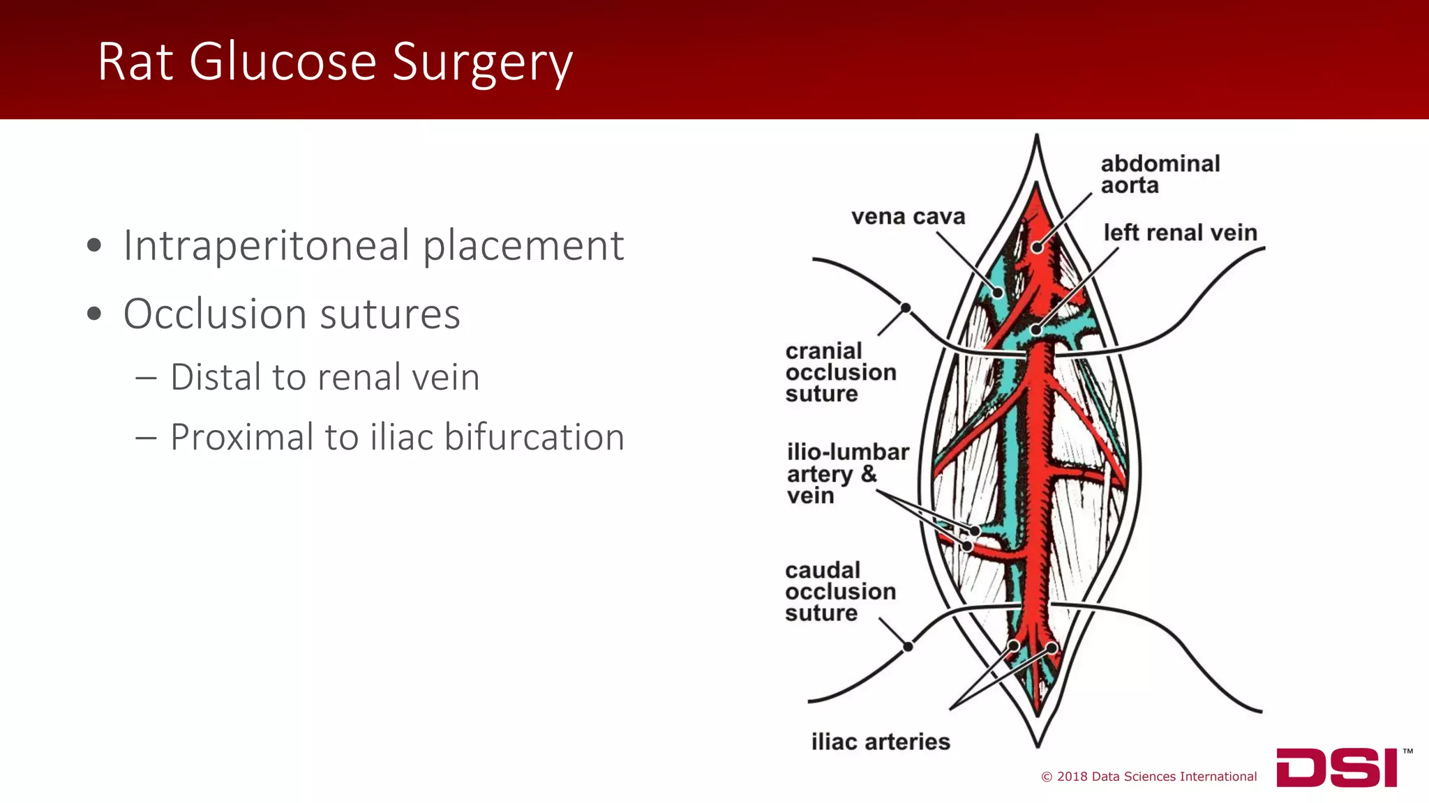 © 2018 Data Sciences International
Rat Glucose Surgery
• Intraperitoneal placement
• Occlusion sutures
– Distal to renal vein
– Proximal to iliac bifurcation
Rat Glucose Surgery
 