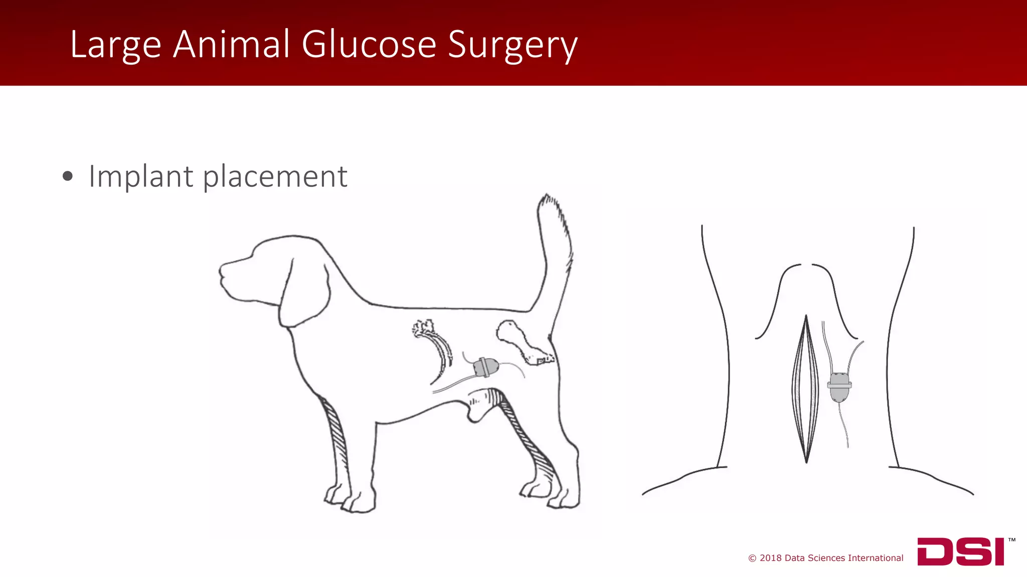© 2018 Data Sciences International
• Implant placement
Large Animal Glucose Surgery
 