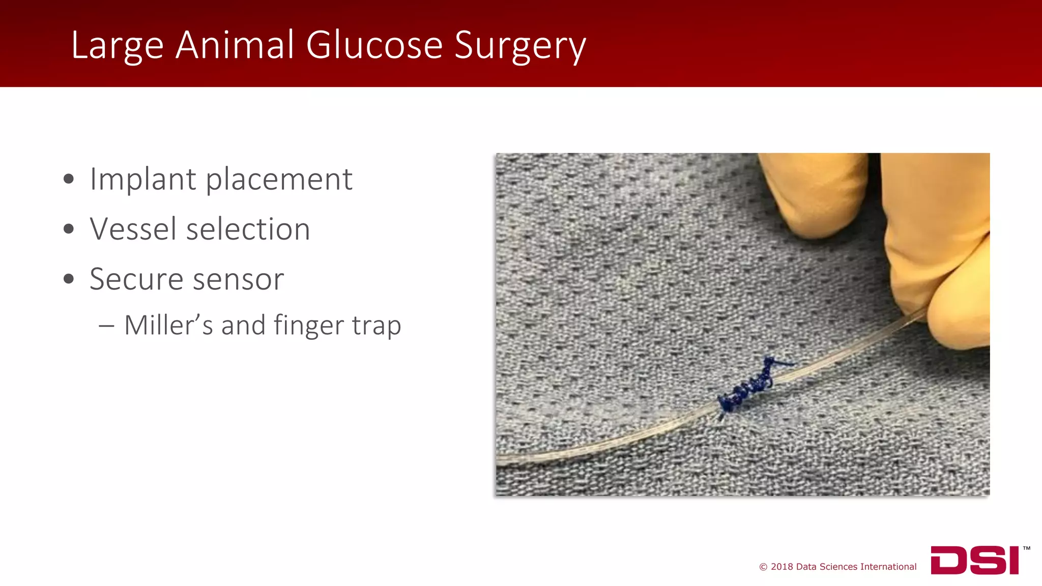 © 2018 Data Sciences International
• Implant placement
• Vessel selection
• Secure sensor
– Miller’s and finger trap
Large Animal Glucose Surgery
 