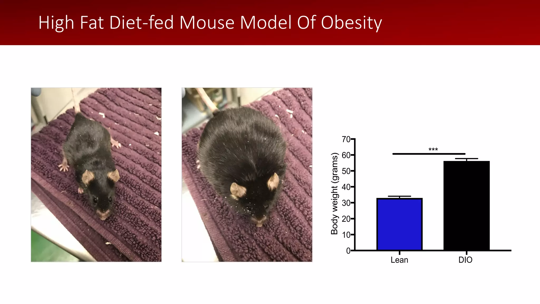Lean DIO
0
10
20
30
40
50
60
70
Bodyweight(grams)
***
High Fat Diet-fed Mouse Model Of Obesity
 