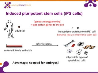 Induced pluripotent stem cells (iPS cells) Advantage: no need for embryos! adult cell ‘ genetic reprogramming’ = add certain genes to the cell induced pluripotent stem (iPS) cell behaves like an embryonic stem cell all possible types of specialized cells culture iPS cells in the lab differentiation 