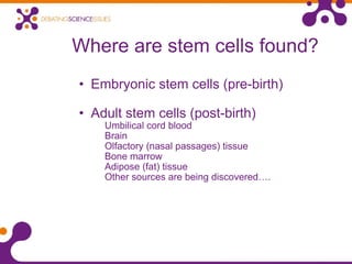 Where are stem cells found? Embryonic stem cells (pre-birth) Adult stem cells (post-birth) Umbilical cord blood Brain Olfactory (nasal passages) tissue Bone marrow Adipose (fat) tissue Other sources are being discovered…. 