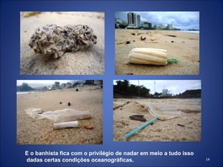 E o banhista fica com o privilégio de nadar em meio a tudo isso dadas certas condições oceanográficas.  