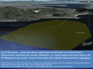 Outro Resultado:  o pescado dessa região está contaminado com  Aeromonas  e  Plesiomonas , bactérias que causam disenteria, e a carga orgânica favorece blooms de dinoflagelados que podem causar intoxicação pela ingestão desse pescado ( ciguatera ). Fontes: Pereira  et al ., 2004.  Aeromonas  spp. e  Plesiomonas shigelloides  isoladas a partir de mexilhões ( Perna perna ) in natura e pré-cozidos no Rio de Janeiro, RJ. Ciênc. Tecnol. Aliment. 24(4): 562-566. Dickey, R. W. e S. M. Plakas, 2010. Ciguatera, a Public Health Perspective. Toxicon 56 (2010) 123–136. 
