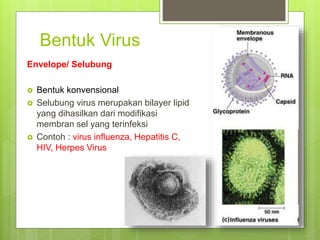 Bentuk Virus
Envelope/ Selubung
 Bentuk konvensional
 Selubung virus merupakan bilayer lipid
yang dihasilkan dari modifikasi
membran sel yang terinfeksi
 Contoh : virus influenza, Hepatitis C,
HIV, Herpes Virus
 