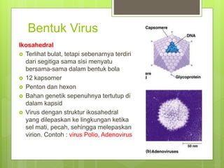 Bentuk Virus
Ikosahedral
 Terlihat bulat, tetapi sebenarnya terdiri
dari segitiga sama sisi menyatu
bersama-sama dalam bentuk bola
 12 kapsomer
 Penton dan hexon
 Bahan genetik sepenuhnya tertutup di
dalam kapsid
 Virus dengan struktur ikosahedral
yang dilepaskan ke lingkungan ketika
sel mati, pecah, sehingga melepaskan
virion. Contoh : virus Polio, Adenovirus
 