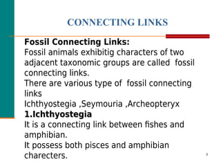 CONNECTING LINKS
3
Fossil Connecting Links:
Fossil animals exhibitig characters of two
adjacent taxonomic groups are called fossil
connecting links.
There are various type of fossil connecting
links
Ichthyostegia ,Seymouria ,Archeopteryx
1.Ichthyostegia
1.Ichthyostegia
It is a connecting link between fishes and
amphibian.
It possess both pisces and amphibian
charecters.
 