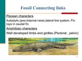 4
Fossil Connecting links
Piscean charecters
Autostylic jaws,Internal nares,lateral line system, Fin
rays in caudal fin.
Amphibian charecters
Well developed limbs and girdles (Pectoral , pelvic)
 