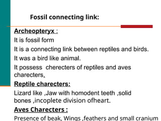 Archeopteryx :
It is fossil form
It is a connecting link between reptiles and birds.
It was a bird like animal.
It possess cherecters of reptiles and aves
charecters.
Reptile charecters:
Lizard like ,Jaw with homodent teeth ,solid
bones ,incoplete division ofheart.
Aves Charecters :
Presence of beak, Wings ,feathers and small cranium
Fossil connecting link:
 