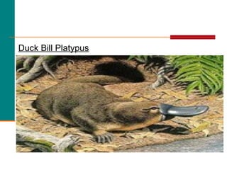 Duck Bill Platypus
 