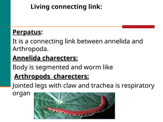 Living connecting link:
Perpatus:
It is a connecting link between annelida and
Arthropoda.
Annelida charecters:
Annelida charecters:
Body is segmented and worm like
Arthropods charecters:
Arthropods charecters:
Jointed legs with claw and trachea is respiratory
organ
 