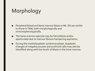 Morphology
■ Peripheral blood and bone marrow blasts in ML-DS are similar
to those inTAM, both morphologically and
immunophenotypically.
■ The bone marrow aspirate may be hemodilute and/or
aparticulate due to marrow fibrosis hampering aspiration.
■ During the myelodysplastic syndrome phase, dysplastic
changes of megakaryocytes and erythroid cells may also be
identified along with low levels of blasts in the bone marrow.
 