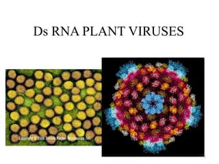 Ds RNA PLANT VIRUSES




                       1
 