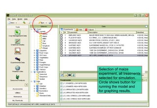 Selection of maize
experiment, all treatments
selected for simulation.
Circle shows button for
running the model and
for graphing results.
 