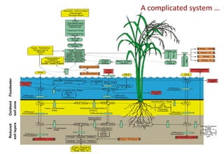 Reduced      Oxidised    Floodwater
soil layers   soil zone
                                       A complicated system …
 