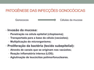 PATOGÊNESE DAS INFECÇÕES GONOCÓCICAS
• Invasão da mucosa:
• Penetração na célula epitelial (citoplasma);
• Transportada para a base da célula (vacúolos);
• Multiplicação do microrganismo;
• Proliferação da bactéria (tecido subepitelial):
• Através de canais que se originam nos vacúolos;
• Reação inflamatória intensa (LOS);
• Aglutinação de leucócitos polimorfonucleares.
Gonococos Células da mucosa
 