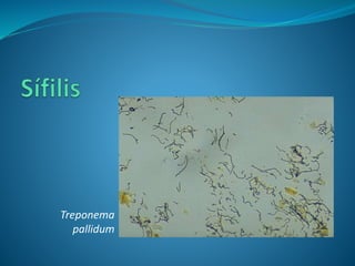 Treponema
pallidum
 