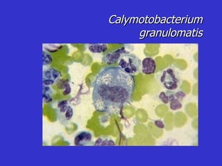 Calymotobacterium granulomatis 