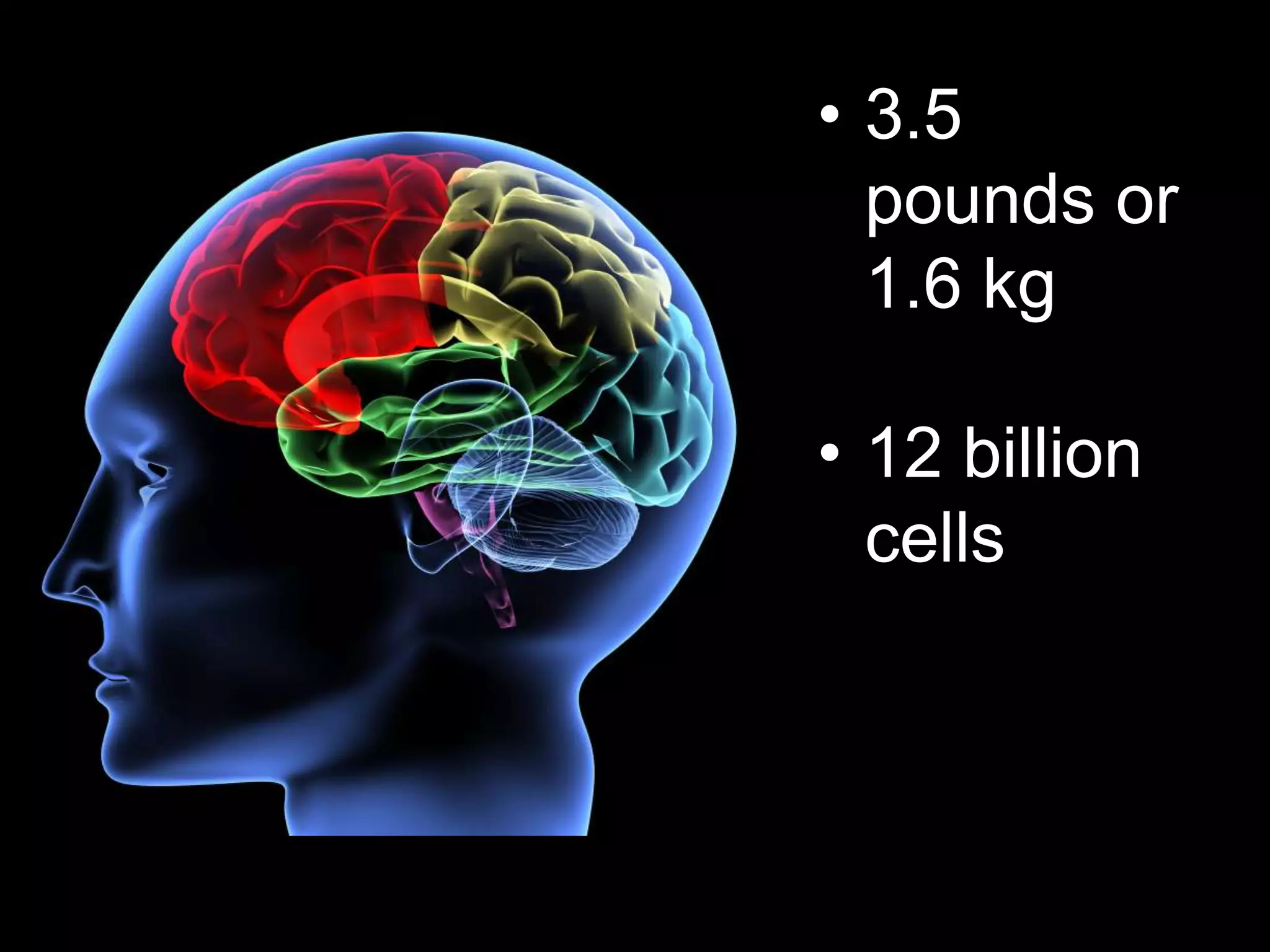 • 3.5
pounds or
1.6 kg
• 12 billion
cells
 