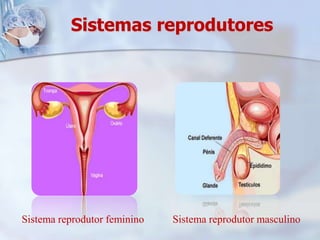 Sistemas reprodutoresSistema reprodutor femininoSistema reprodutor masculino