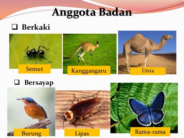 Dst tahun 3 kenali haiwan