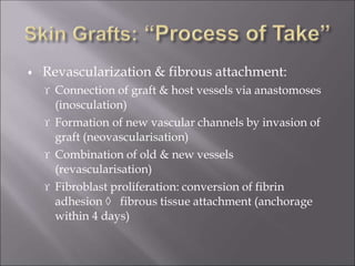  Revascularization & fibrous attachment:
 Connection of graft & host vessels via anastomoses
(inosculation)
 Formation of new vascular channels by invasion of
graft (neovascularisation)
 Combination of old & new vessels
(revascularisation)
 Fibroblast proliferation: conversion of fibrin
adhesion  fibrous tissue attachment (anchorage
within 4 days)
 