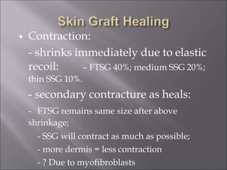  Contraction:
- shrinks immediately due to elastic
recoil: – FTSG 40%; medium SSG 20%;
thin SSG 10%.
- secondary contracture as heals:
- FTSG remains same size after above
shrinkage;
- SSG will contract as much as possible;
- more dermis = less contraction
- ? Due to myofibroblasts
 