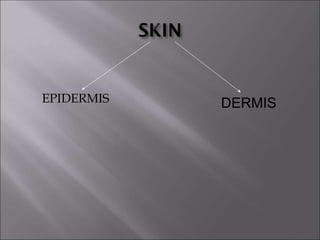 EPIDERMIS DERMIS
 