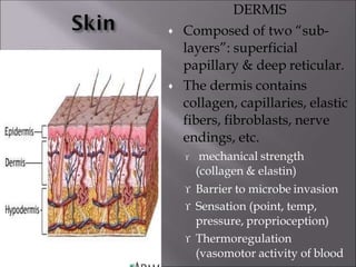 DERMIS


Composed of two “sub-
layers”: superficial
papillary & deep reticular.
The dermis contains
collagen, capillaries, elastic
fibers, fibroblasts, nerve
endings, etc.
 mechanical strength
(collagen & elastin)
 Barrier to microbe invasion
 Sensation (point, temp,
pressure, proprioception)
 Thermoregulation
(vasomotor activity of blood
 