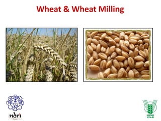 Wheat & Wheat Milling
 