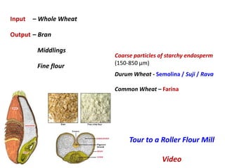 Wheat and wheat milling | PPT