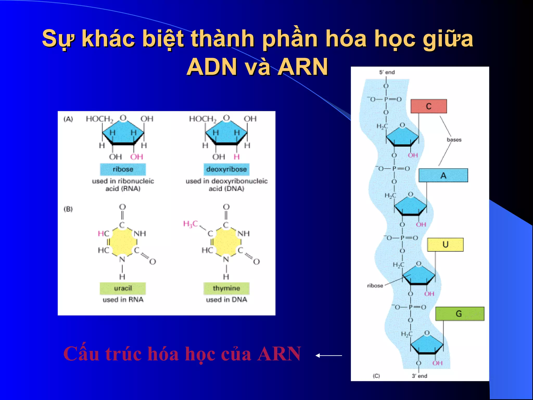 Sự khác biệt thành phần hóa học giữa ADN và ARN Cấu trúc hóa học của ARN   