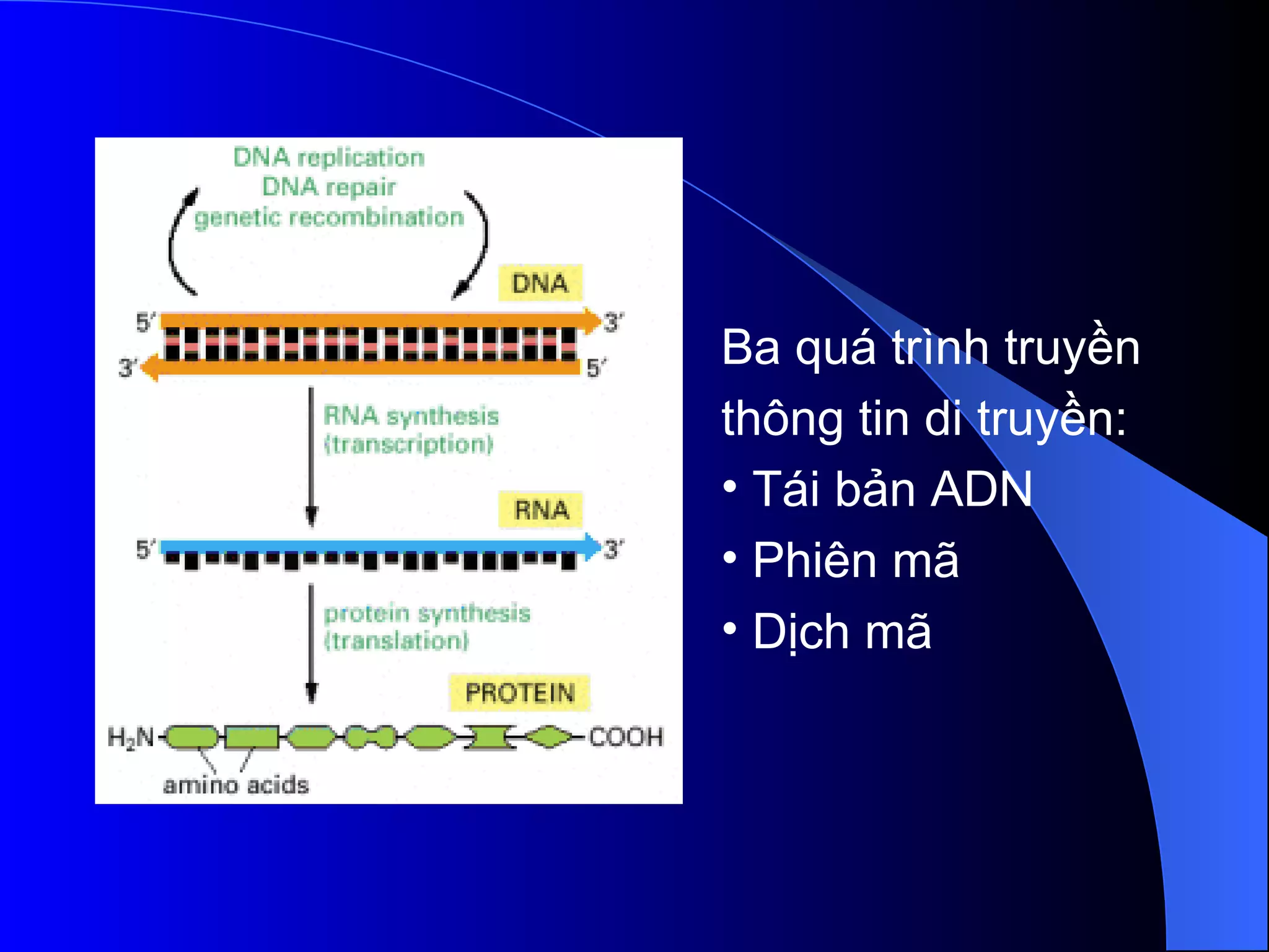 Ba quá trình truyền thông tin di truyền:  Tái bản ADN  Phiên mã Dịch mã 