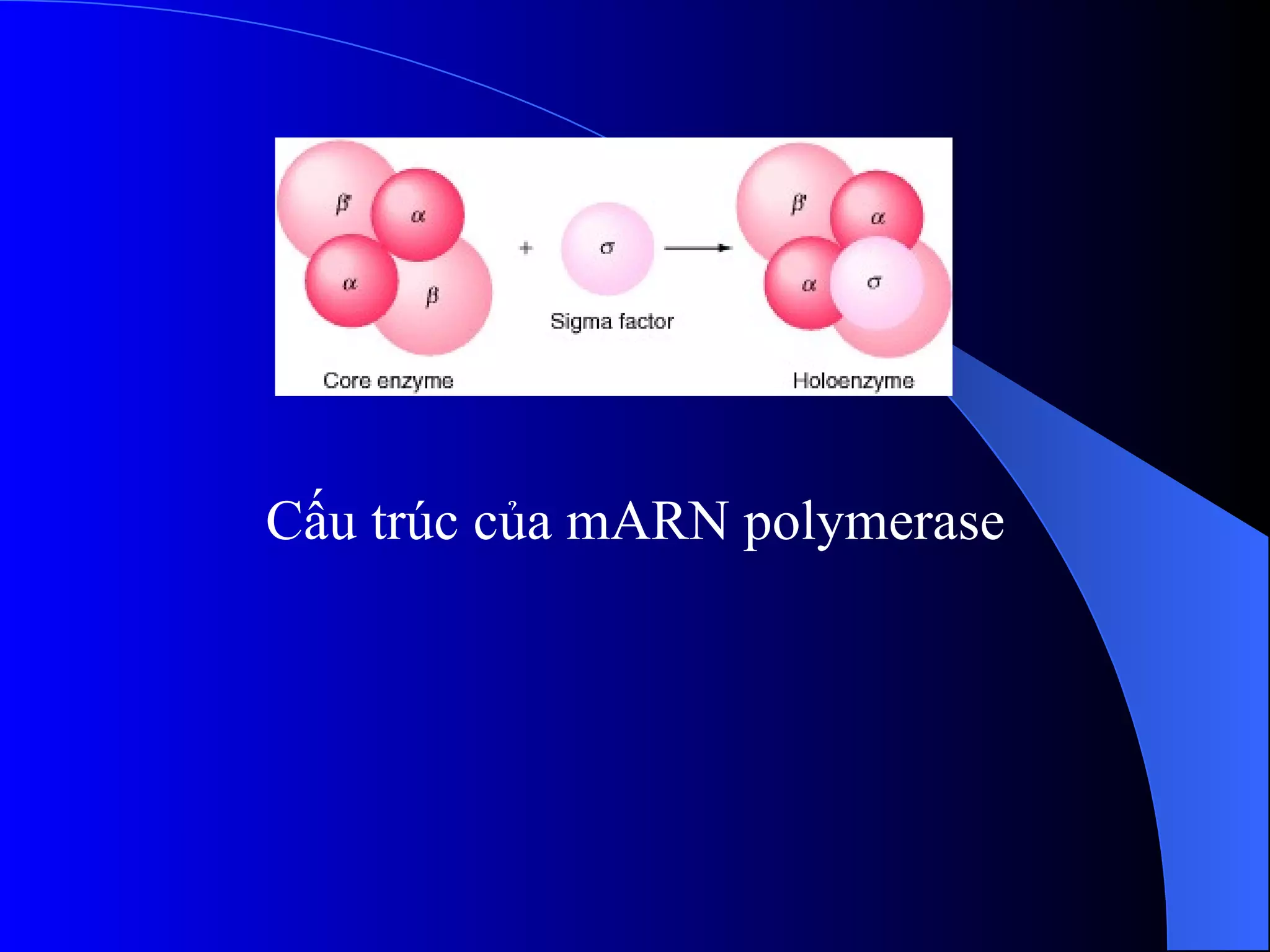 Cấu trúc của mARN polymerase 