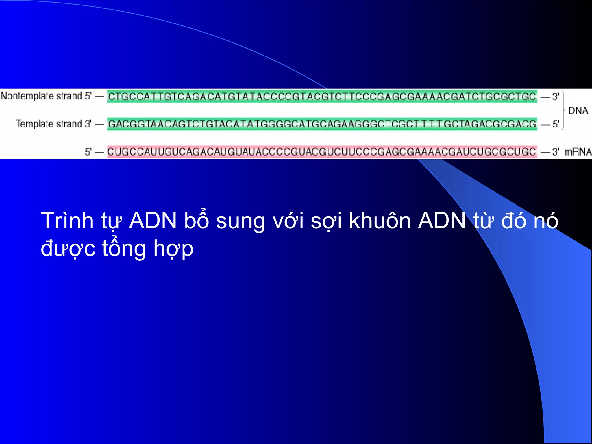 Trình tự ADN bổ sung với sợi khuôn ADN từ đó nó được tổng hợp 