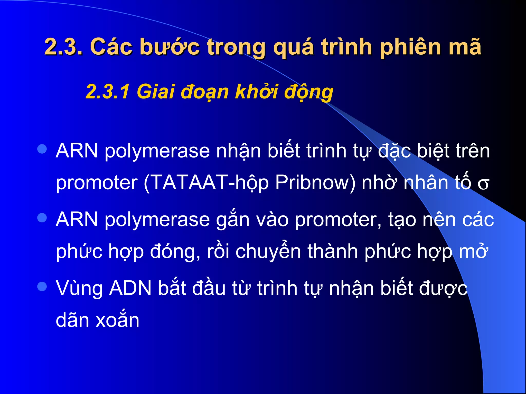 2.3. Các bước trong quá trình phiên mã ARN polymerase nhận biết trình tự đặc biệt trên promoter (TATAAT-hộp Pribno w ) nhờ nhân tố     ARN polymerase gắn vào promoter, tạo nên các phức hợp đóng, rồi chuyển thành phức hợp mở  Vùng ADN bắt đầu từ trình tự nhận biết được dãn xoắn  2.3.1 Giai đoạn khởi động 