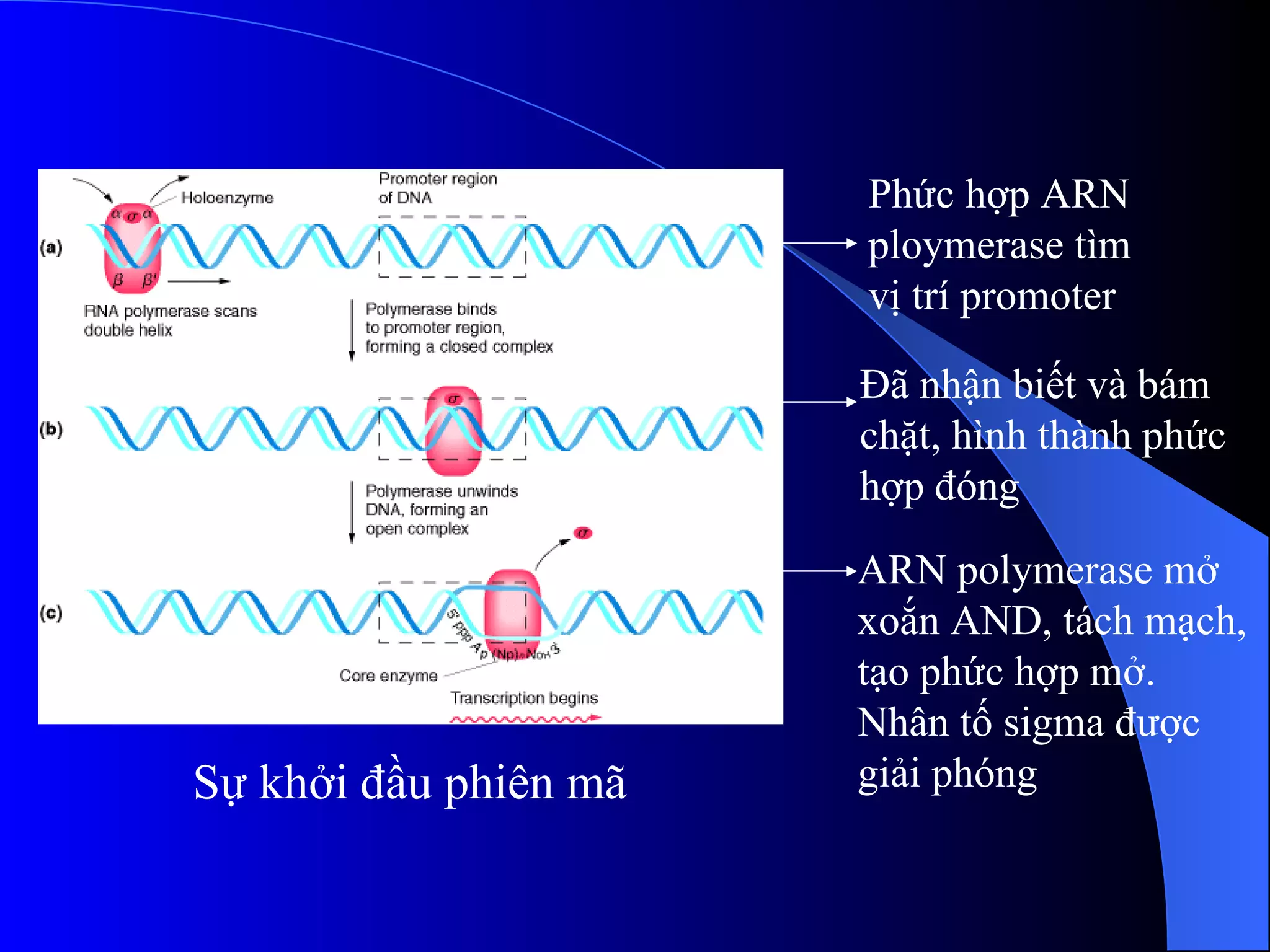 Sự khởi đầu phiên mã Phức hợp ARN ploymerase tìm  vị trí promoter Đã nhận biết và bám  chặt, hình thành phức hợp đóng ARN polymerase mở xoắn AND, tách mạch, tạo phức hợp mở. Nhân tố sigma được giải phóng 