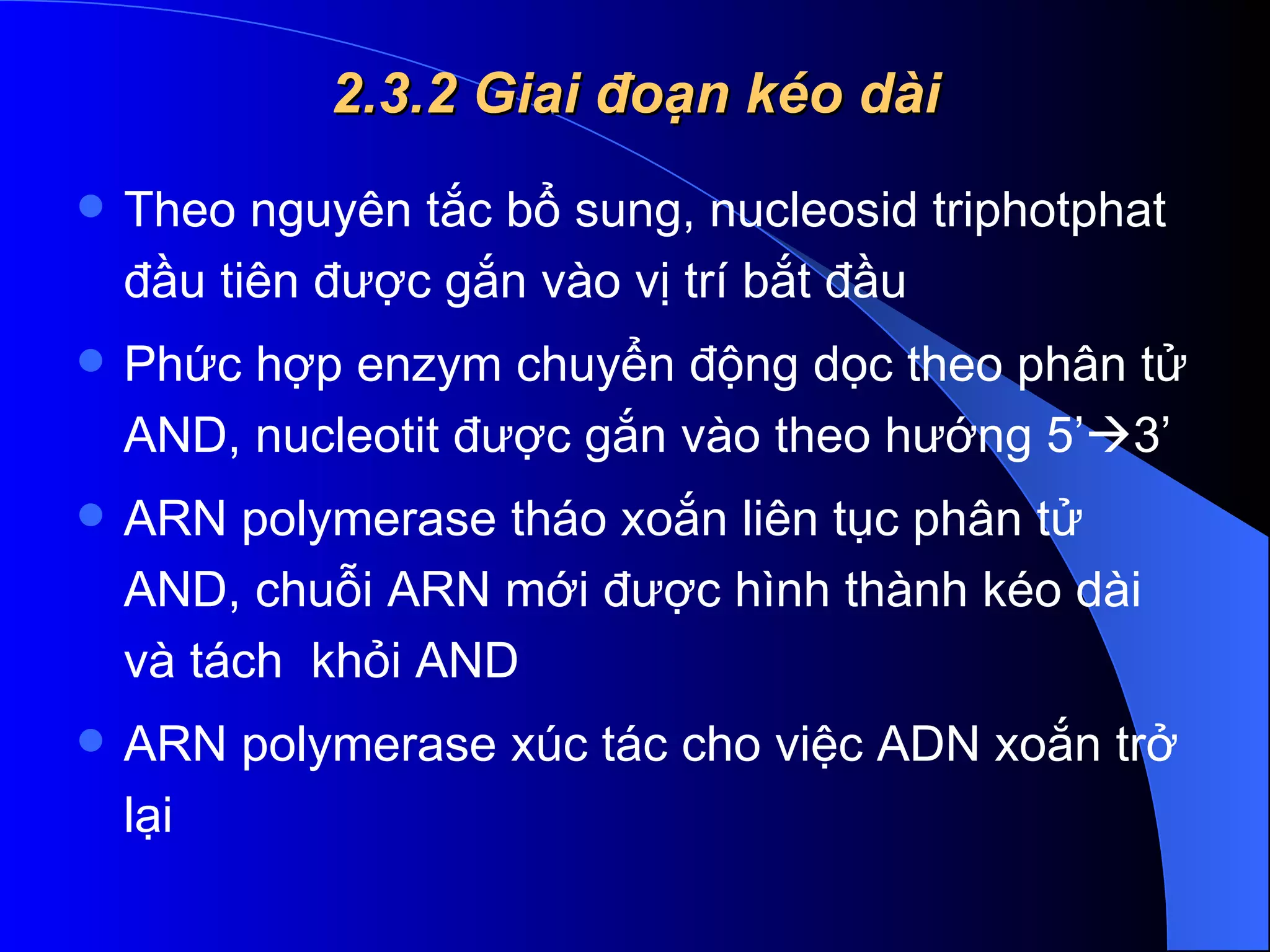 2.3.2 Giai đoạn kéo dài Theo nguyên tắc bổ sung, nucleosid triphotphat đầu tiên được gắn vào vị trí bắt đầu  Phức hợp enzym chuyển động dọc theo phân tử AND, nucleotit được gắn vào theo hướng 5’  3’ ARN polymerase tháo xoắn liên tục phân tử AND, chuỗi ARN mới được hình thành kéo dài và tách  khỏi AND ARN polymerase xúc tác cho việc ADN xoắn trở lại  