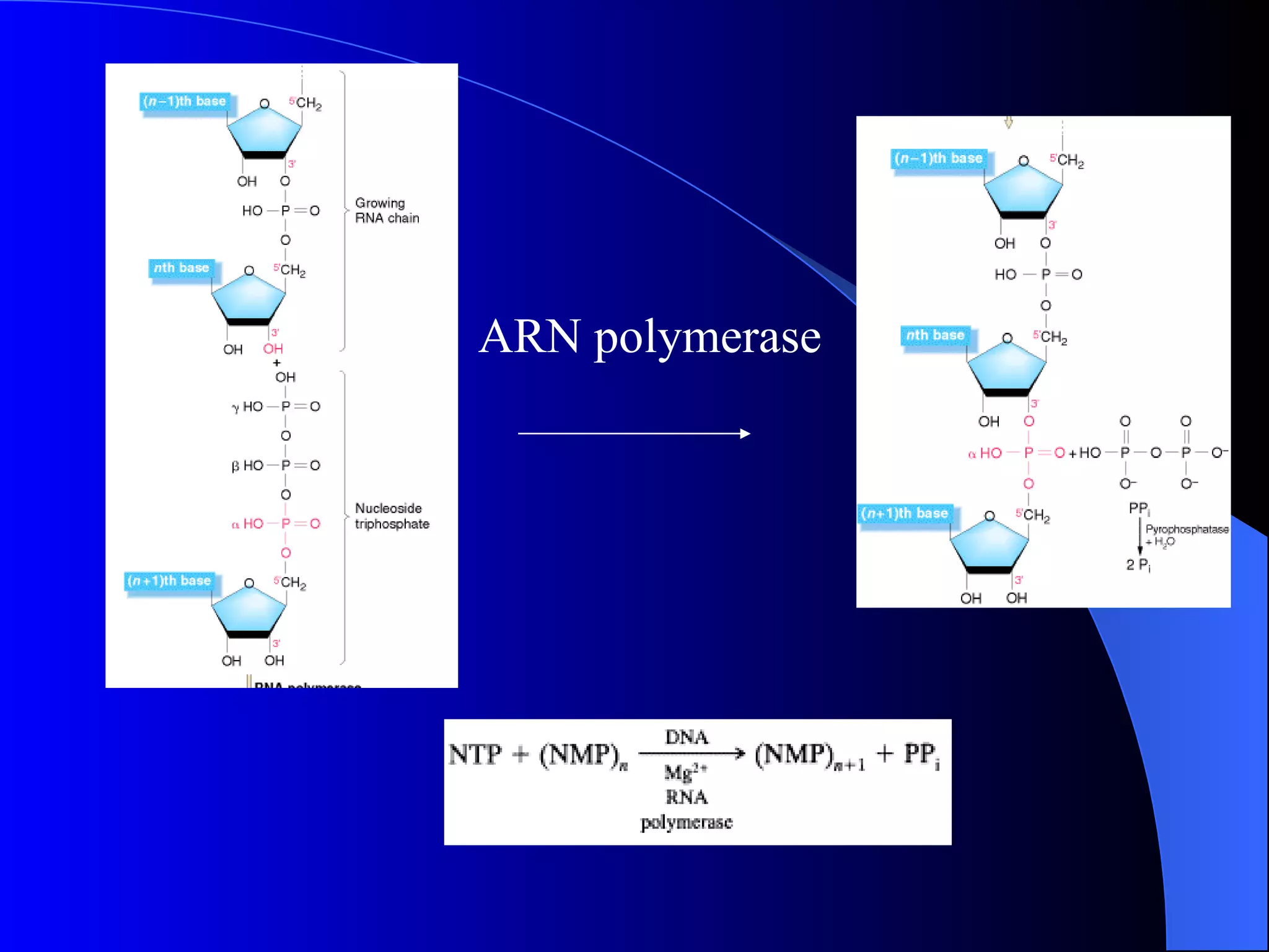 ARN polymerase 