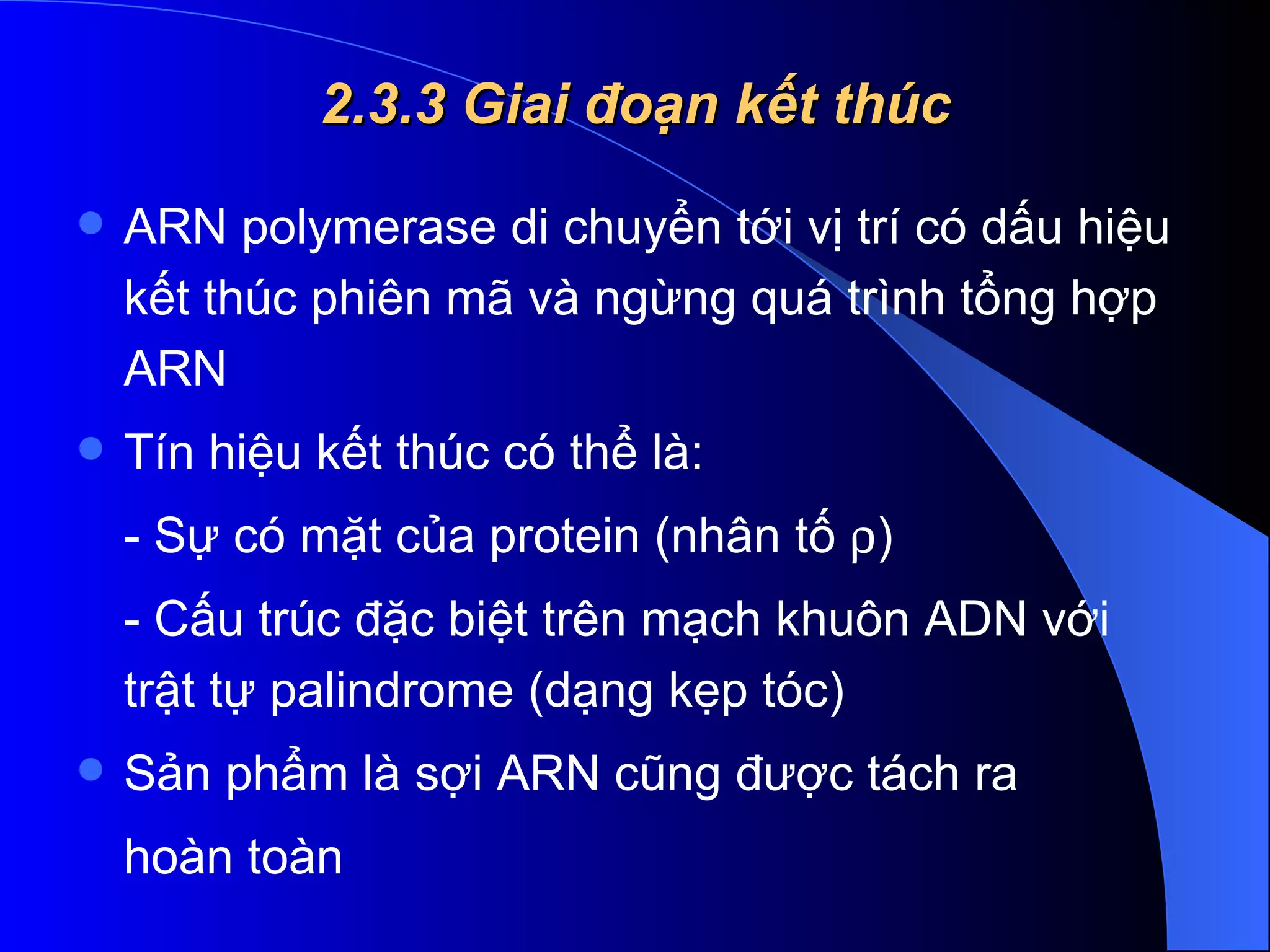 2.3.3 Giai đoạn kết thúc ARN polymerase di chuyển tới vị trí có dấu hiệu kết thúc phiên mã và ngừng quá trình tổng hợp ARN Tín hiệu kết thúc có thể là: - Sự có mặt của protein (nhân tố   ) - Cấu trúc đặc biệt trên mạch khuôn ADN với trật tự palindrome (dạng kẹp tóc) Sản phẩm là sợi ARN cũng được tách ra hoàn toàn  