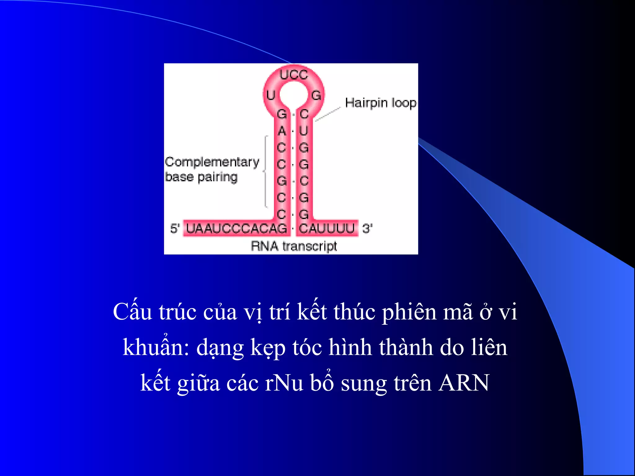Cấu trúc của vị trí kết thúc phiên mã ở vi khuẩn: dạng kẹp tóc hình thành do liên kết giữa các rNu bổ sung trên ARN 