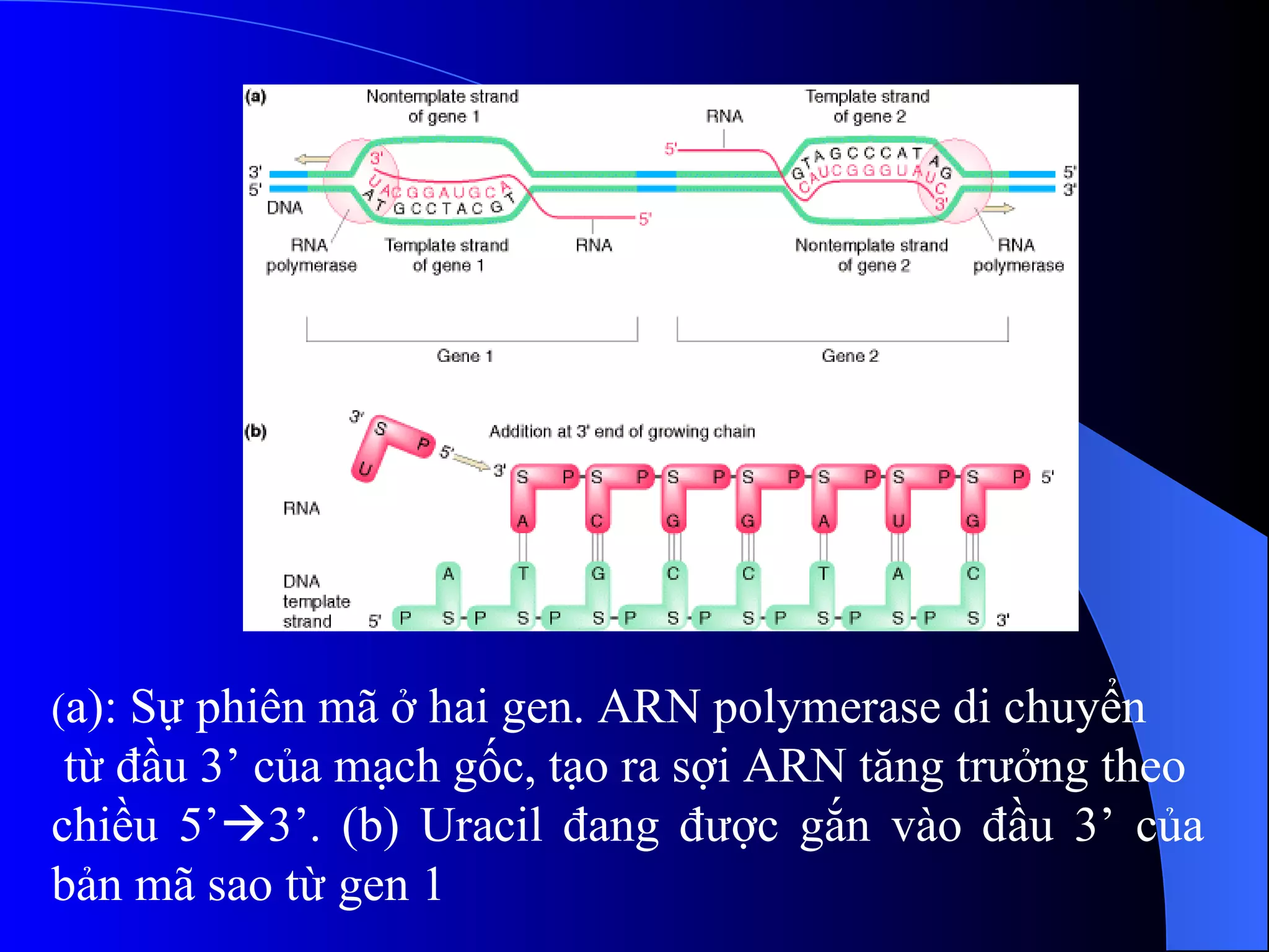 ( a): Sự phiên mã ở hai gen. ARN polymerase di chuyển từ đầu 3’ của mạch gốc, tạo ra sợi ARN tăng trưởng theo chiều 5’  3’. (b) Uracil đang được gắn vào đầu 3’ của bản mã sao từ gen 1 
