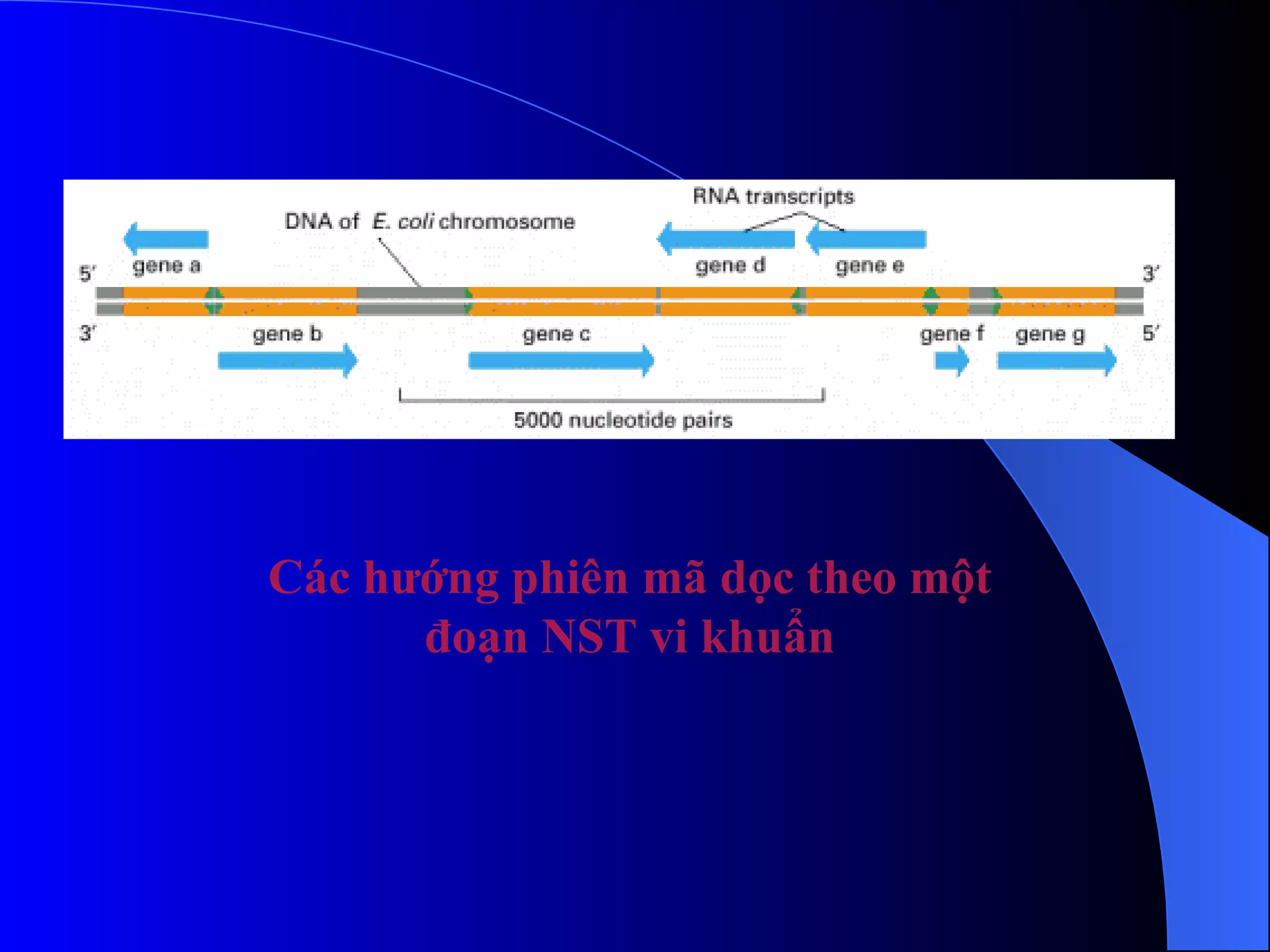Các hướng phiên mã dọc theo một đoạn NST vi khuẩn 