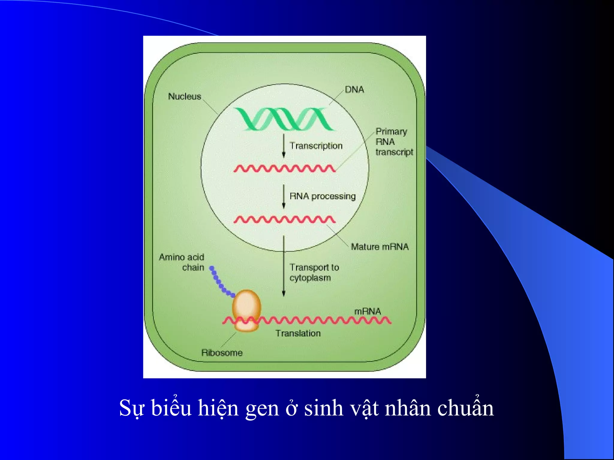 Sự biểu hiện gen ở sinh vật nhân chuẩn 