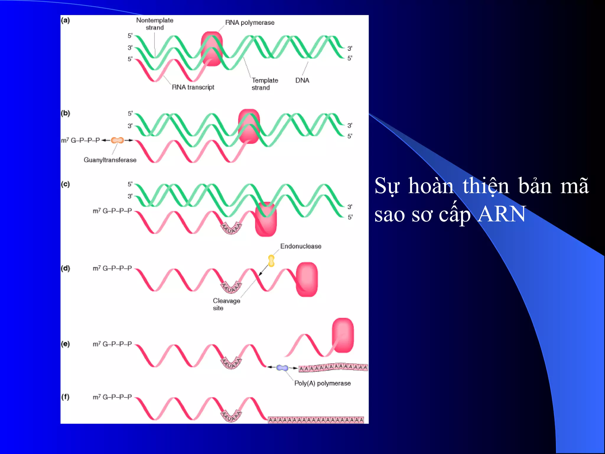 Sự hoàn thiện bản mã sao sơ cấp ARN 